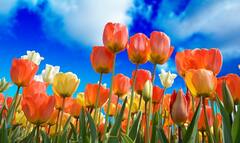 Valley Of Flowers: देवभूमि की सबसे सुंदर जगह ‘वैली ऑफ फ्लॉवर्स’…जहां संजीवनी लेने आए थे प्रभु हनुमान