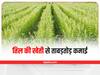 Kharif Crop Cultivation: तिल की खेती से ताबड़तोड़ कमाई, जानें बुवाई से लेकर कटाई का सही तरीका