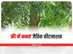 Chemical Free Farming: फ्री में घर पर बनायें नीम का कीटनाशक, खेतों में डालने पर होंगे ये फायदे