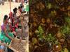 In Pics: नॉनवेज से भी ज्यादा लजीज है बस्तर की ये शाकाहारी डिश
