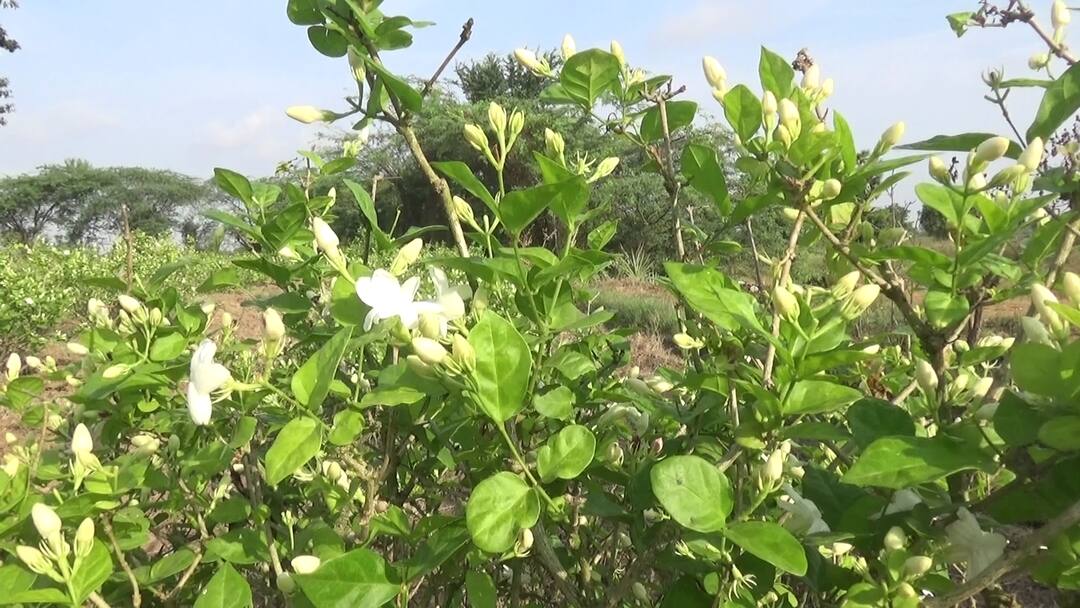 Nellore: jasmine farmers facing problems with mediators in flowers market Nellore: మార్కెట్లో మల్లెలు మరీ ప్రియం, రైతుకు మాత్రం నష్టమే - మరి లాభం ఎటు పోతోంది?