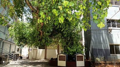 Trichy: Gandhi tree that stands majestically for centuries. பல நூற்றாண்டுகளை கடந்து கம்பீரமாக நிற்கும் காந்தி மரம் - திருச்சிக்கும் காந்திக்கும் உள்ள உறவு...!