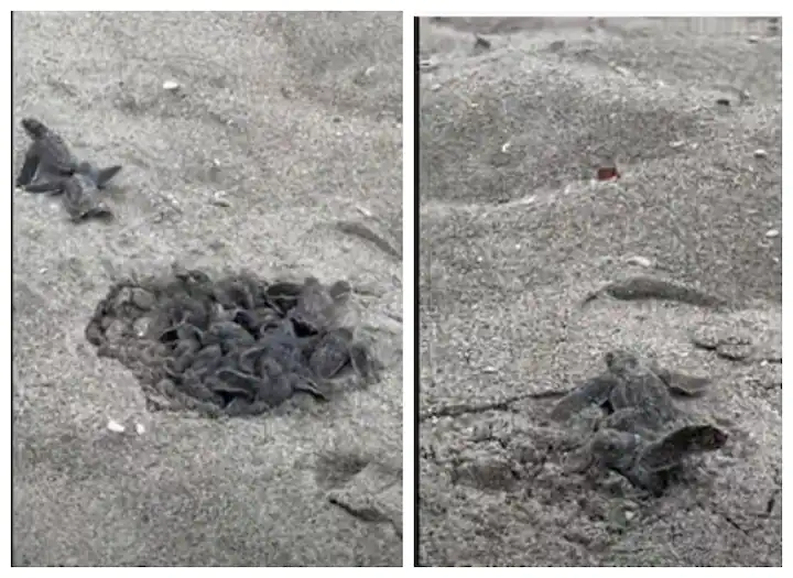 Watch: ਰੇਤ 'ਚੋਂ ਨਿਕਲਦੇ ਕੱਛੂਕੁੰਮੇ ਦੇ ਬੱਚੇ ਨੂੰ ਦੇਖ ਕੇ ਹੈਰਾਨ ਰਹਿ ਜਾਓਗੇ, ਦੇਖੋ ਵੀਡੀਓ