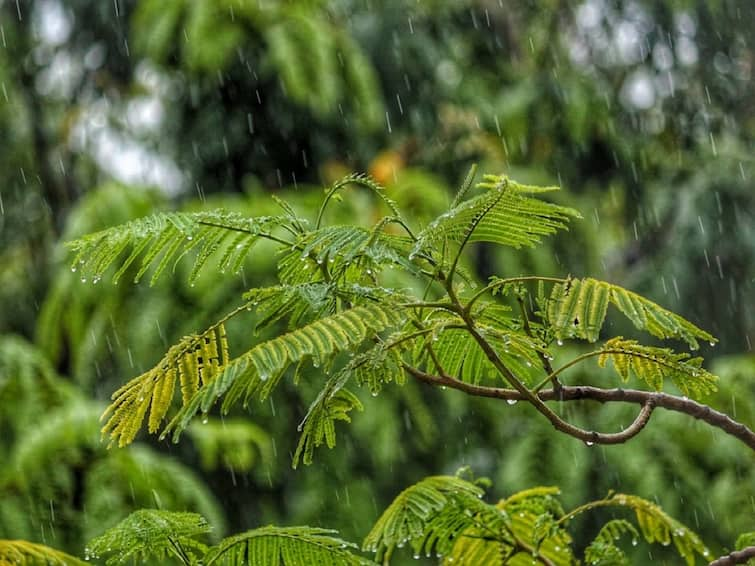 Rainy season today the sun enters the mriga nakshatra the beginning of the rainy season know history maharashtra rains Rainy Season : आजपासून मृगनक्षत्राला सुरुवात; जाणून घ्या याचा इतिहास