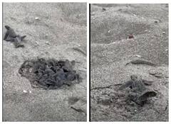 Watch: कछुए के बच्चों को रेत से निकलता देख हैरत में पड़ जायेंगे आप, वीडियो देखिए