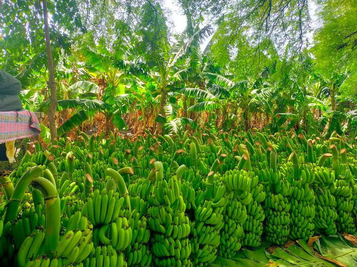 Nizamabad Banana Cultivation in profits Nizamabad News: హోలీ రోజు కొట్టుకునే ఆ గ్రామంలో రుచికరమైన అరటి పండుతుంది
