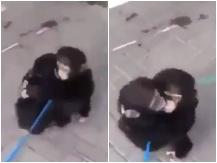 Watch: अलग होने के लंबे समय बाद मिले दो चिंपैंजी भाई! वीडियो ने जीता लोगों का दिल Two chimpanzee brothers found long after separation is winning hearts video viral Watch: अलग होने के लंबे समय बाद मिले दो चिंपैंजी भाई! वीडियो ने जीता लोगों का दिल