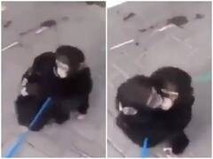 Watch: अलग होने के लंबे समय बाद मिले दो चिंपैंजी भाई! वीडियो ने जीता लोगों का दिल