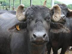 எருமை மாடு என்னுது...! போட்டி போட்டுக்கொண்ட உரிமையாளர்கள் - போலீஸ் எடுத்த அதிரடி முடிவு!
