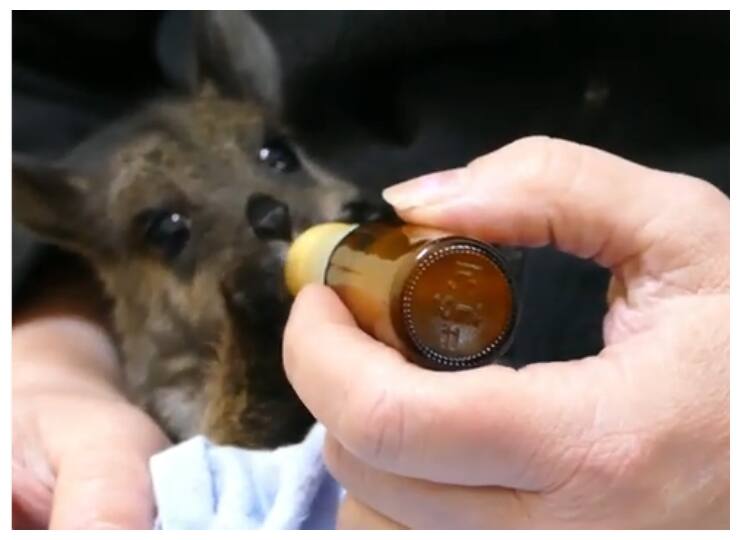 video showing a lady feeding milk with bottle to a little joey goes viral Watch: कंगारू के बच्चे को बोतल से दूध पीते देखा ! बहुत मजेदार है ये वीडियो