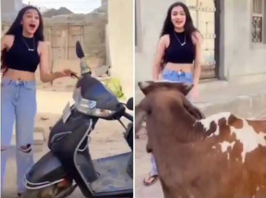 Viral Video: The girl was making reels while standing in front of the cow, suddenly such an incident happened to her Viral Video: ਗਾਂ ਦੇ ਸਾਹਮਣੇ ਖੜ੍ਹ ਕੇ ਰੀਲਸ  ਬਣਾ ਰਹੀ ਸੀ ਲੜਕੀ, ਅਚਾਨਕ ਉਸ ਨਾਲ ਅਜਿਹੀ ਘਟਨਾ ਵਾਪਰੀ