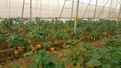 हरी के अलावा लाल, पीली, बैंगनी रंग की शिमला मिर्च की करें खेती, फायदा का है सौदा