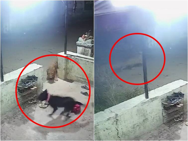 On CCTV Leopard Sneaks Up On Pet Dog In Maharashtra Leopard Attacks Pet Dog: నక్కినక్కి కుక్కపై దాడి చేసిన చిరుత- వీడియో వైరల్