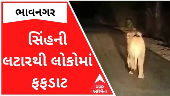 ભાવનગરઃ બાઇક ચાલક સામે અચાનક સામે આવી ગયા બે સિંહ, લોકોમાં ભયનો માહોલ