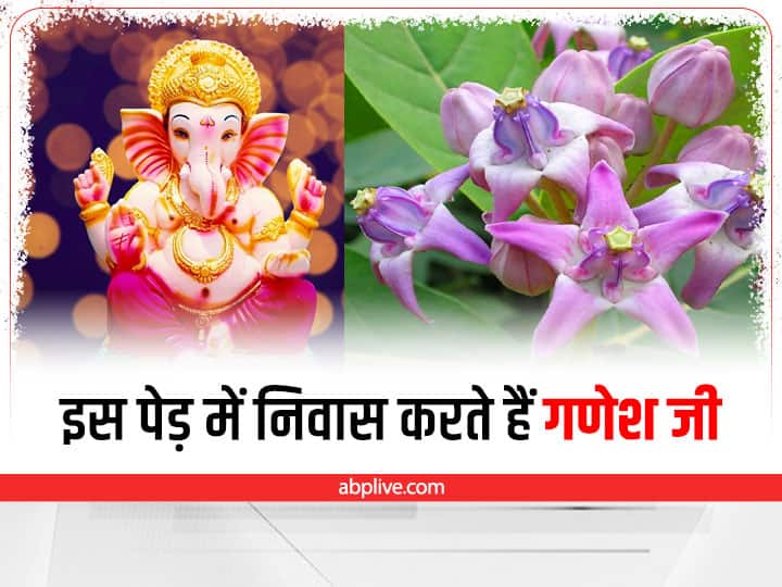 Ganesh ji Lives in aak plant beneficial to reduce negative effect Ganesh ji and Plant: इस पेड़ को लगाने से घर में नहीं होगा टोने-टोटकों का असर, भगवान गणेश से है खास संबंध