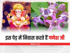 Ganesh ji and Plant: इस पेड़ को लगाने से घर में नहीं होगा टोने-टोटकों का असर, भगवान गणेश से है खास संबंध