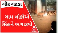 ગીર ગઢડાઃ સિંહને ભગાડવા લોકોએ કર્યા દેકારા, એકે ફટકારી લાકડી, જુઓ વીડિયો