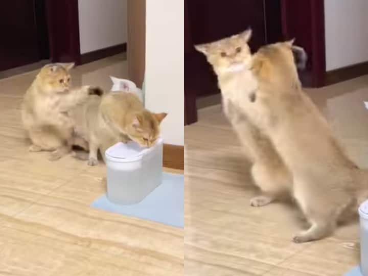 Two cats fighting over small issue video viral on social media Watch: मामूली सी बात पर बिल्लियों के बीच हुई हाथापाई, देखिए ये वायरल वीडियो