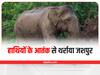 Jashpur News: हाथियों के आतंक से थर्राया जशपुर, दो लोगों को कुचलकर मारा, तीन महीने में चौथी घटना