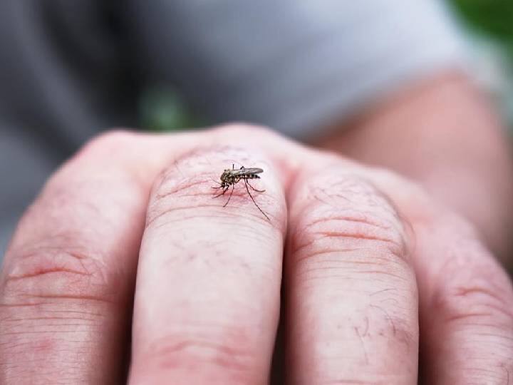 dengue fever severely spreading in singapore due to climate change says experts Dengue : வழக்கத்திற்கு மாறாக அதிகமாகப் பரவும் டெங்கு.. அவசரநிலையாக அறிவித்த சிங்கப்பூர்.. பின்னணி என்ன?