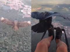 Watch: हजारों फीट की ऊंचाई पर पक्षी के साथ इस शख्स ने भरी उड़ान, वीडियो देख हो जाएंगे हैरान