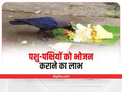 Astro: संतान सुख पाने के लिए आटे में ये चीजें मिलाकर गाय को खिलाएं, इन जानवरों की सेवा से दूर होंगे कई दोष