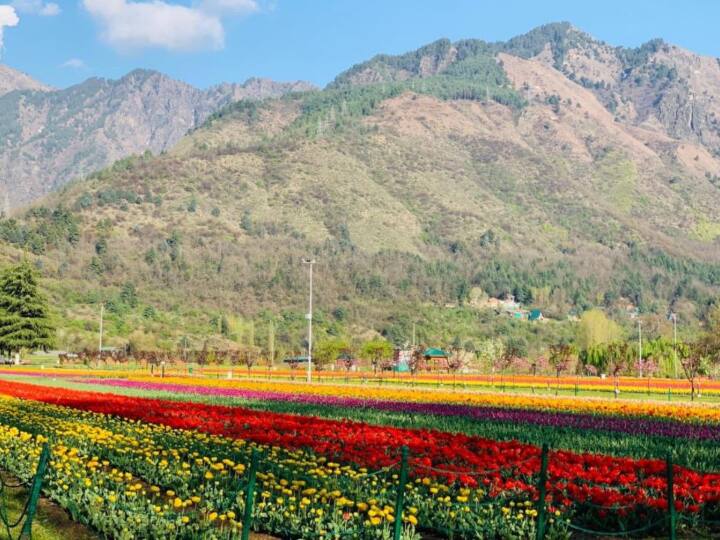 Jammu largest tulip garden to be built in Ramban by next year Three lakh tulip bulbs will come from Holland Ramban News: रामबन में बनेगा जम्मू का सबसे बड़ा Tulip Garden, पांच एकड़ में फैला होगा बगीचा