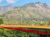 Ramban News: रामबन में बनेगा जम्मू का सबसे बड़ा Tulip Garden, पांच एकड़ में फैला होगा बगीचा