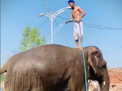 Viral Video: कमाल कर दिया भाई! हाथी को ऐसे नहाते आपने पहले कभी नहीं देखा होगा