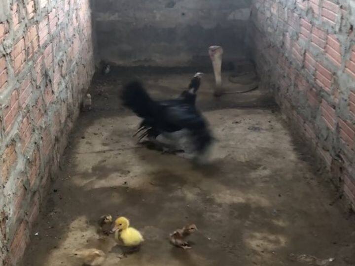 Everything failed in front of the mother: the hen clashed with the cobra for the sake of the chicks, you will be stunned to see the video Watch: मां के आगे सब नाकाम: चूजों की खातिर कोबरा से भिड़ गई मुर्गी, वीडियो देख रह जाएंगे दंग