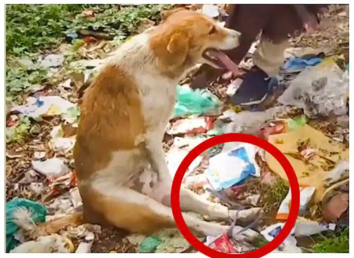 Watch, Shame Stray dog's bound legs, speechless suffering from hunger and thirst Watch: ਸ਼ਰਮਨਾਕ! ਆਵਾਰਾ ਕੁੱਤੇ ਦੇ ਬੰਨ੍ਹ ਦਿੱਤੇ ਪੈਰ, ਭੁੱਖ-ਪਿਆਸ ਨਾਲ ਤੜਫਦਾ ਰਿਹਾ ਬੇਜ਼ੁਬਾਨ