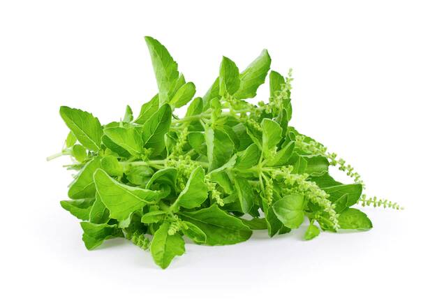 डायबिटीज से ग्रसित रोगियों को नियमित रूप से तुलसी की पत्तियों का सेवन करना चाहिए. इससे शुगर लेवल कंट्रोल रहता है.  (Photo - Freepik)