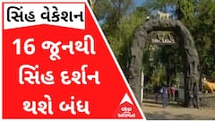 સિંહ વેકેશનઃ 16 જૂનથી સાસણ ગીરમાં નહીં જોઇ શકાય સિંહ, જુઓ વીડિયો