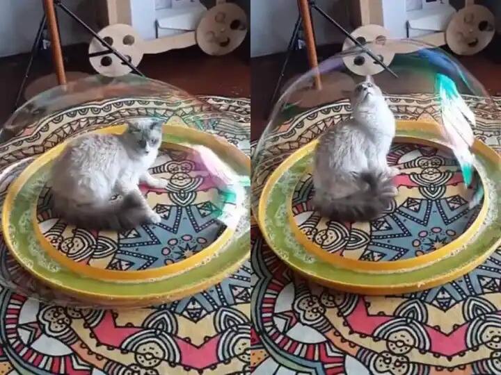 Cat trapped in bubble see cute reaction in viral video marathi news Viral Video : बबलमध्ये अडकली मांजर; पाहा मांजरीचा हा क्यूट व्हिडीओ