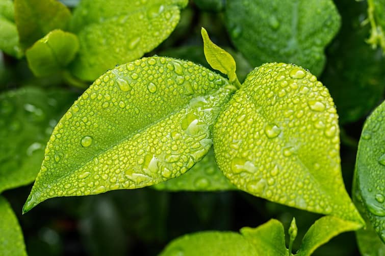 Weather Monsoon Update Report: Get to know about weather forecast of  Kolkata West Bengal district today from West Bengal 8 June Kolkata Weather Update : দক্ষিণবঙ্গে কবে বর্ষা, জানিয়ে দিল আবহাওয়া দফতর