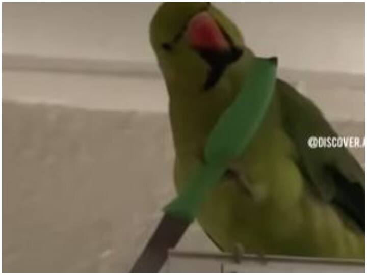 Viral Video Parrot seen in anger knife held in hand then this happened Viral Video: गुस्से में नजर आया तोता, हाथ में पकड़ा चाकू, फिर हुआ ऐसा