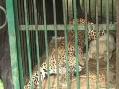 Etawah safari प्रशासन ने ली राहत की सांस, 72 दिन से काले हिरणों को मार रहा तेंदुआ पकड़ा गया, पिंजरे में रखी गई थी बकरी