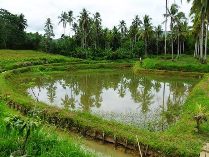 Farm Pond Scheme: விவசாயிகளுக்கு மகிழ்ச்சி செய்தி... பண்ணை குட்டை அமைக்க உங்களுக்கு ஒரு வாய்ப்பு...!