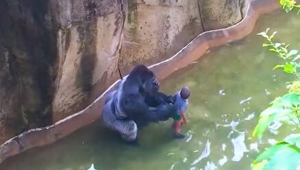 Watch: Baby falls into gorilla pit, you'll be amazed at what happens next Watch: ਗੋਰਿਲੇ ਵਾਲੀ ਖੱਡ 'ਚ ਡਿੱਗਿਆ ਬੱਚਾ, ਅੱਗੇ ਜੋ ਹੋਇਆ ਦੇਖ ਕੇ ਰਹਿ ਜਾਓਗੇ ਹੈਰਾਨ