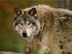 Wolf Personalities Can Change Ecosystems: Study