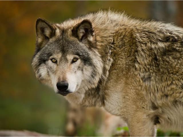 Voyageurs Wolf Project, Studying Wolves During Summer