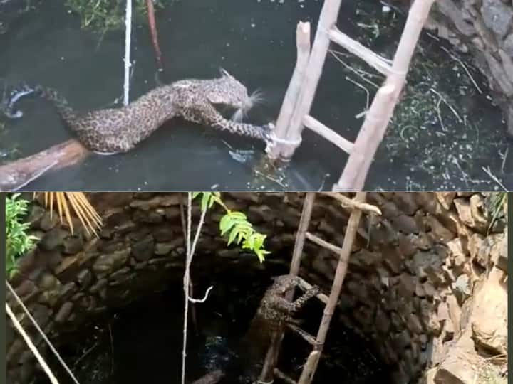 Odisha: Leopard Rescued From Deep Well In Sambalpur Using Unique Technique | WATCH Odisha: Leopard Rescued From Deep Well In Sambalpur Using Unique Technique | WATCH