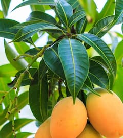 Mango for Skin and Hair: માત્ર કેરી જ નહી પરંતુ આંબાના પાન છે ગુણોનો ભંડાર, આ રીતે કરો ઉપયોગ