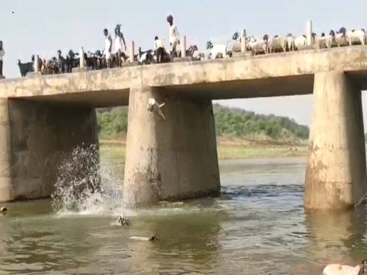 Hundreds of sheep thrown from bridge into chambal river in Bundi ann in Rajasthan ann Bundi News: चरवाहों ने बूंदी में सैकड़ों भेड़ों को पुल से नदी में फेंका, जानें क्यों किया ऐसा?