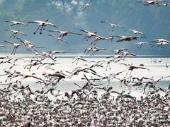 Navi Mumbai: फ्लेमिंगो सिटी नेरुल की डीपीएस झील अब बनेगी बर्ड डेस्टिनेशन, जानिए वजह