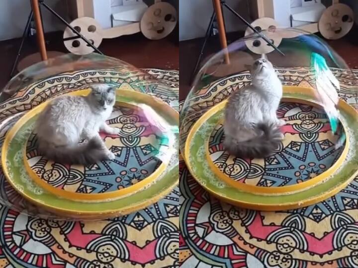 Cat trapped in bubble see cute reaction in viral video Watch: Bubble में कैद हुई बिल्ली, वायरल वीडियो में देखिए क्यूट रिएक्शन