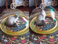 Watch: Bubble में कैद हुई बिल्ली, वायरल वीडियो में देखिए क्यूट रिएक्शन