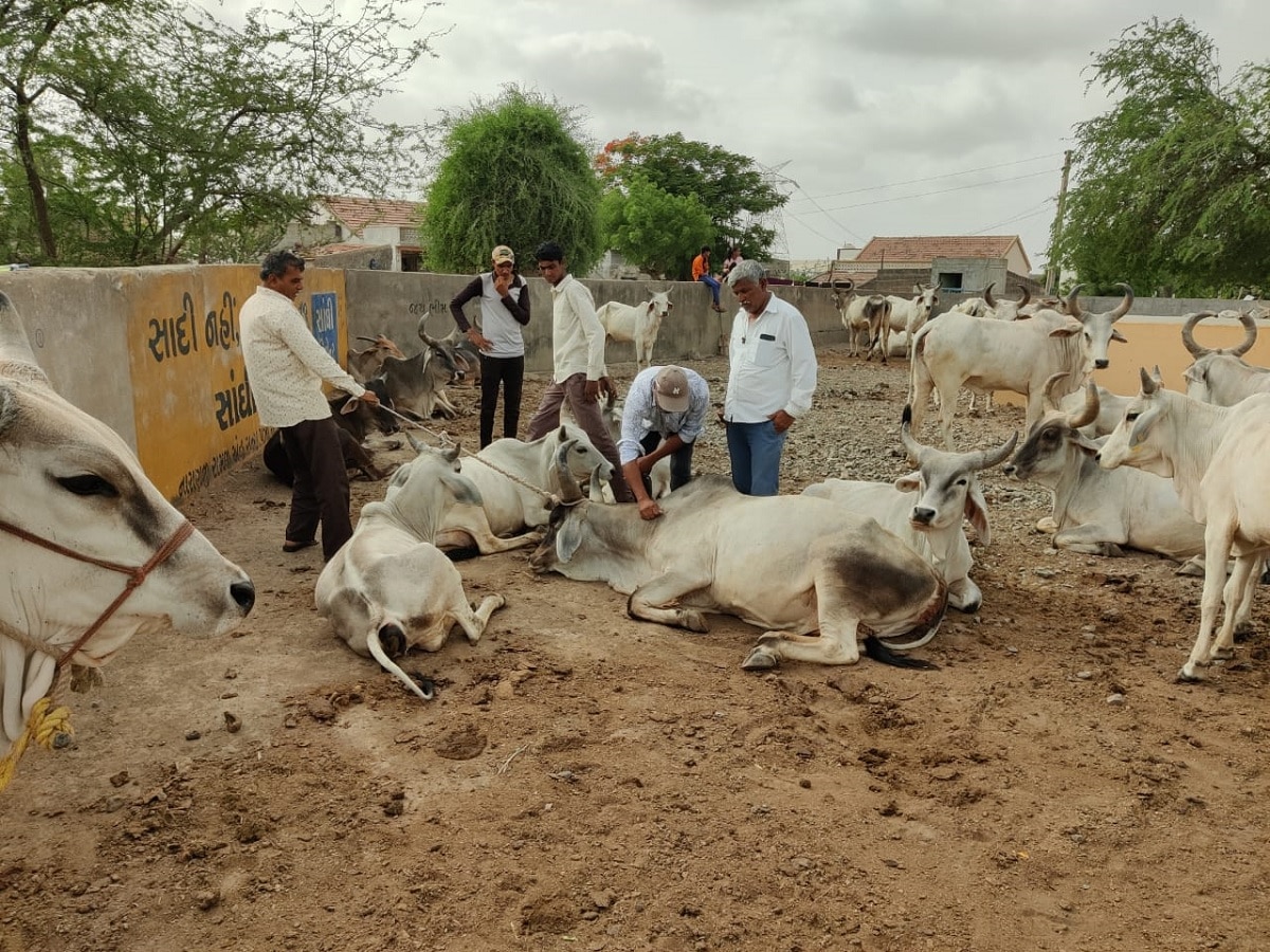 Anthrax Outbreak : தீவிரமாகும் ஆந்த்ராக்ஸ் நோய்...தெரிந்துகொள்ள வேண்டியது என்ன?