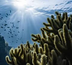 World Oceans Day 2022: সমুদ্র বাঁচানোর ডাক দেয় ৮ জুন