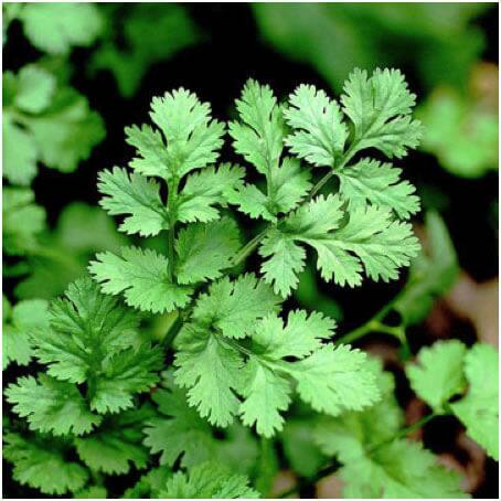 Green coriander is good for heart and mind ਦਿਲ ਤੋਂ ਲੈ ਕੇ ਦਿਮਾਗ ਲਈ ਫ਼ਾਇਦੇਮੰਦ ਹੈ ਹਰਾ ਧਨੀਆ, ਕਈ ਬਿਮਾਰੀਆਂ ਨੂੰ ਰੱਖਦਾ ਦੂਰ